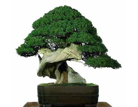 Bonsai vite 