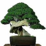 Bonsai vite 