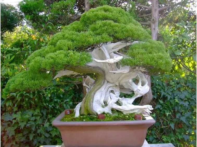 bonsai vite grandezza 