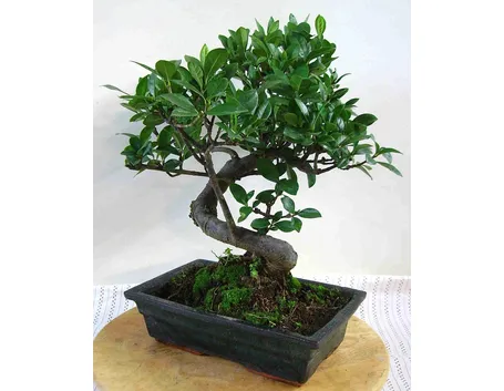 Pianta di bonsai
