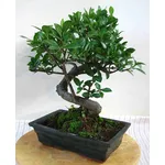 Pianta di bonsai