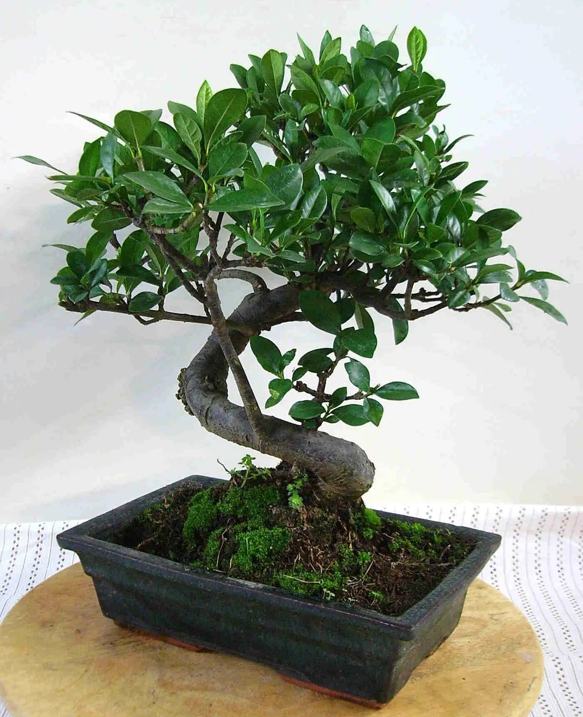 Pianta di bonsai