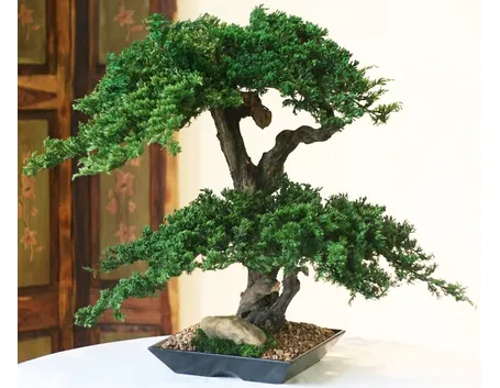 bonsai artificiale
