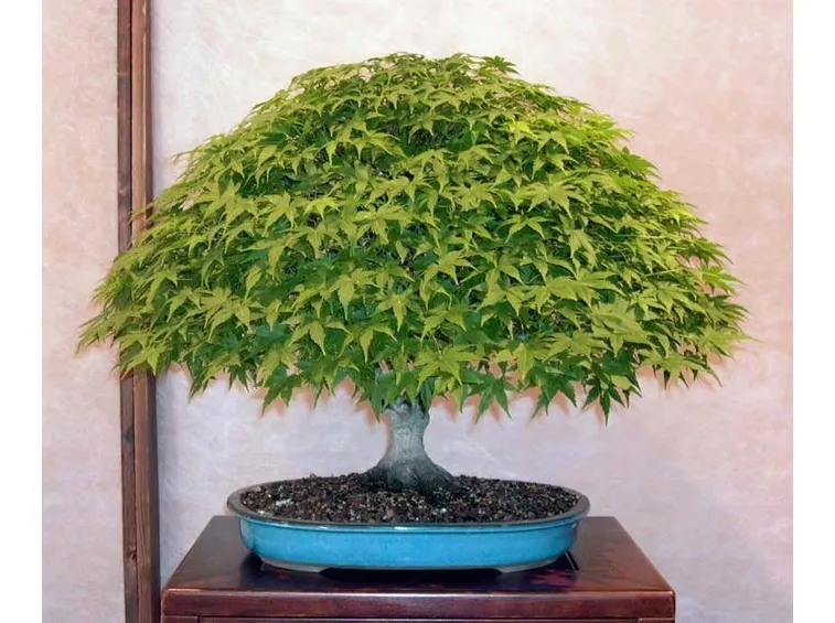 Esempio di bonsai di acero. Fonte: www.bonsaiclubtorino.it.