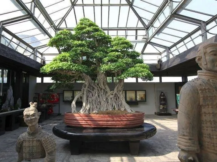 Coltivare il bonsai di acero. Fonte: www.grandigiardini.it