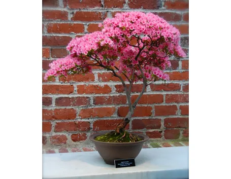 Bonsai di rose da esterno