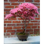 Bonsai di rose da esterno
