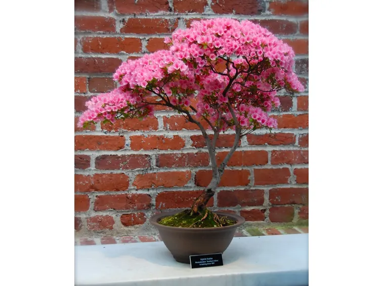 Bonsai di rose da esterno