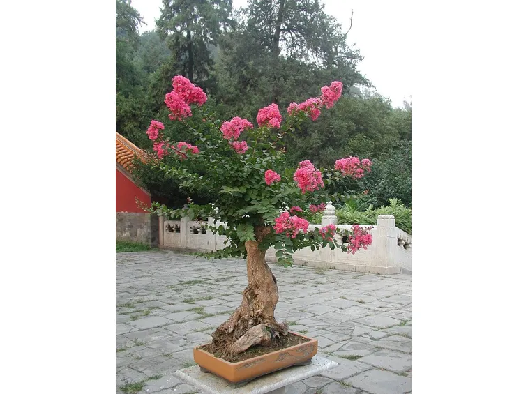 Grande bonsai di rose da giardino