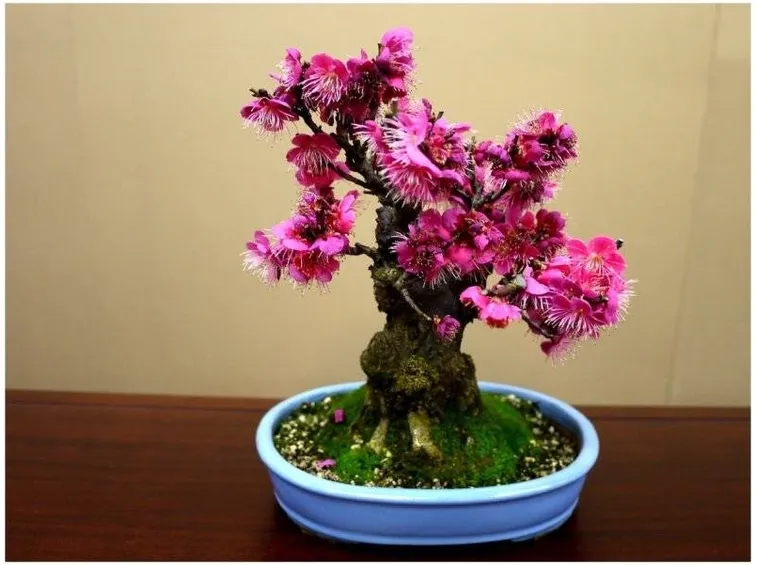 Bonsai di rose da interno