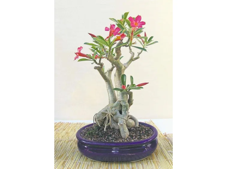 Piccolo bonsai di rose in fase di crescita