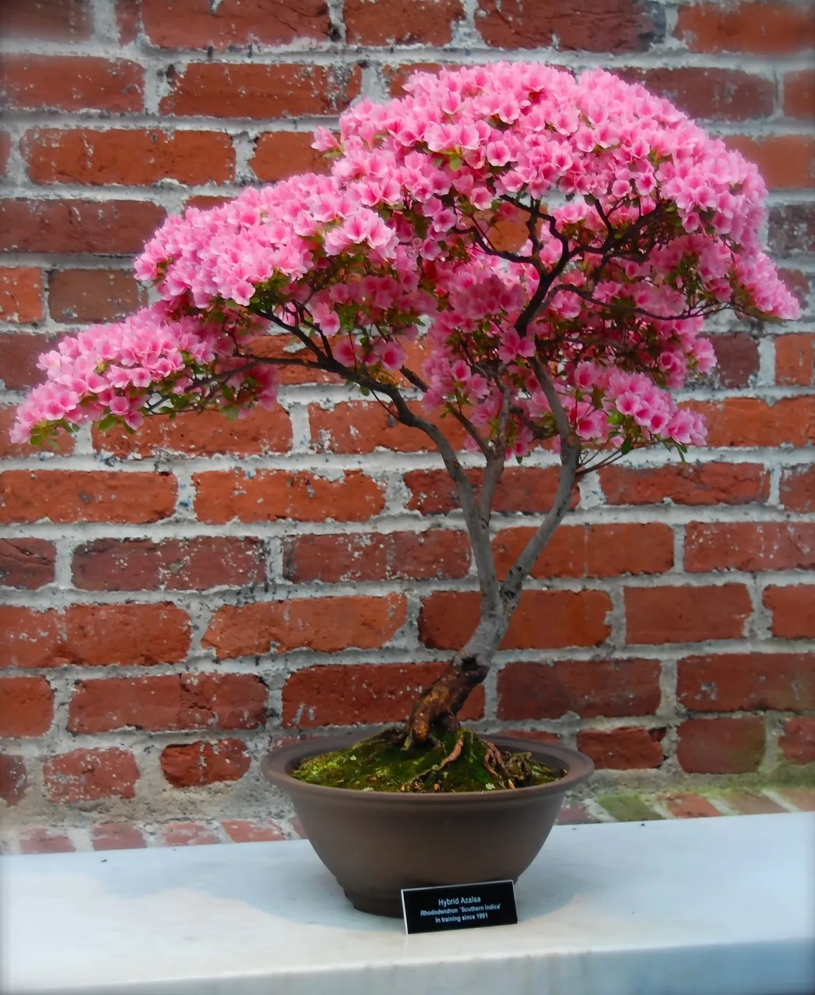 Bonsai di rose da esterno