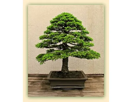 Bonsai di abete completamente maturo