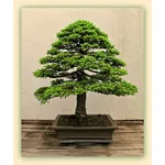 Bonsai di abete completamente maturo