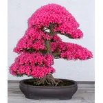 bonsai azalea 