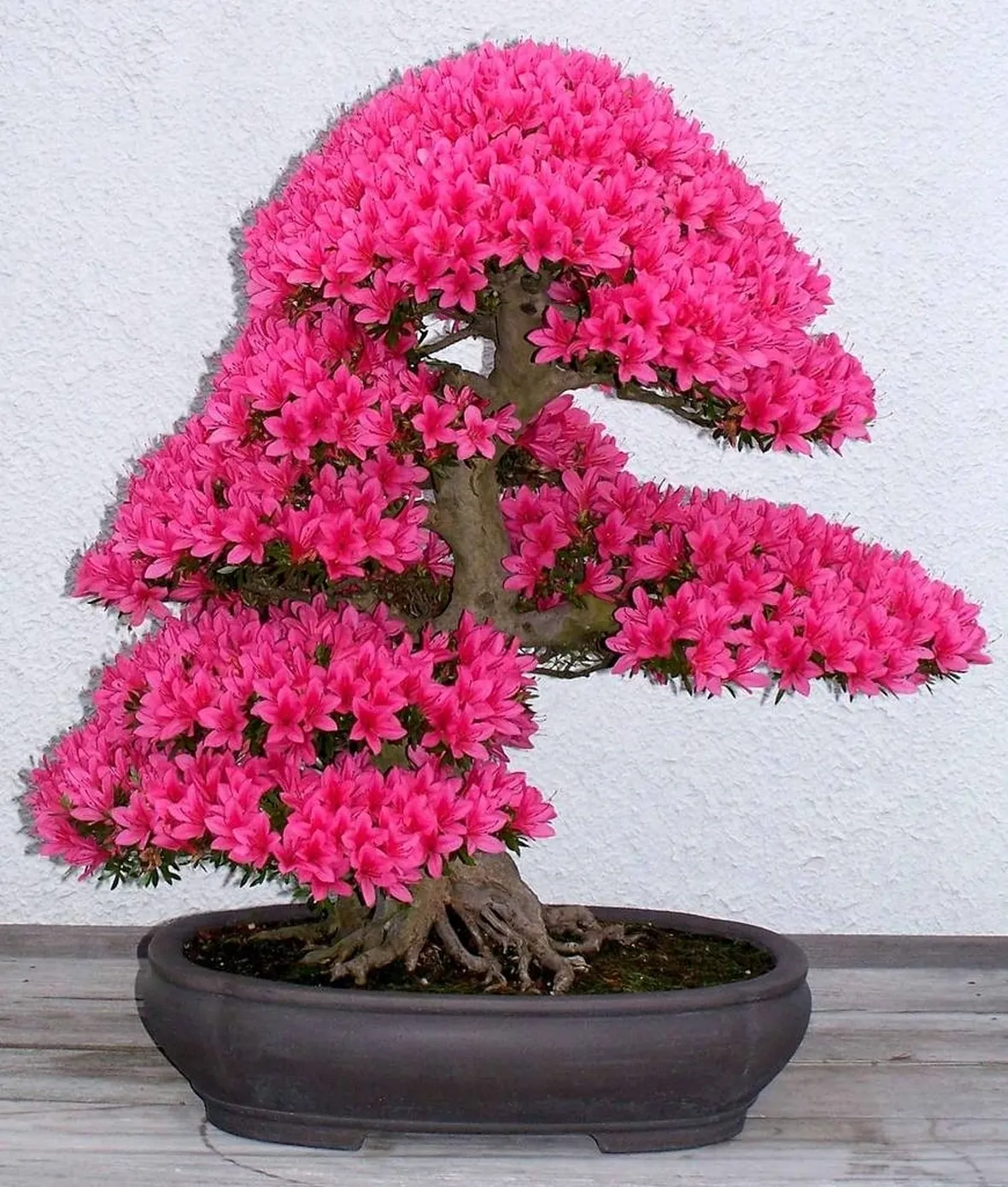 bonsai azalea 