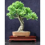 bonsai quercia 