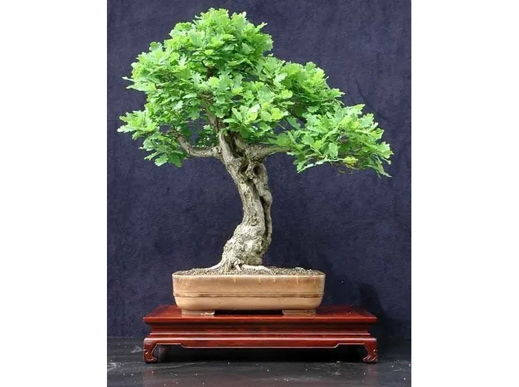 bonsai quercia 