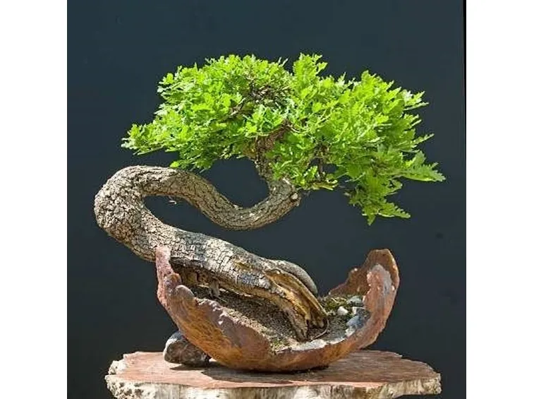 bonsai quercia curvo 