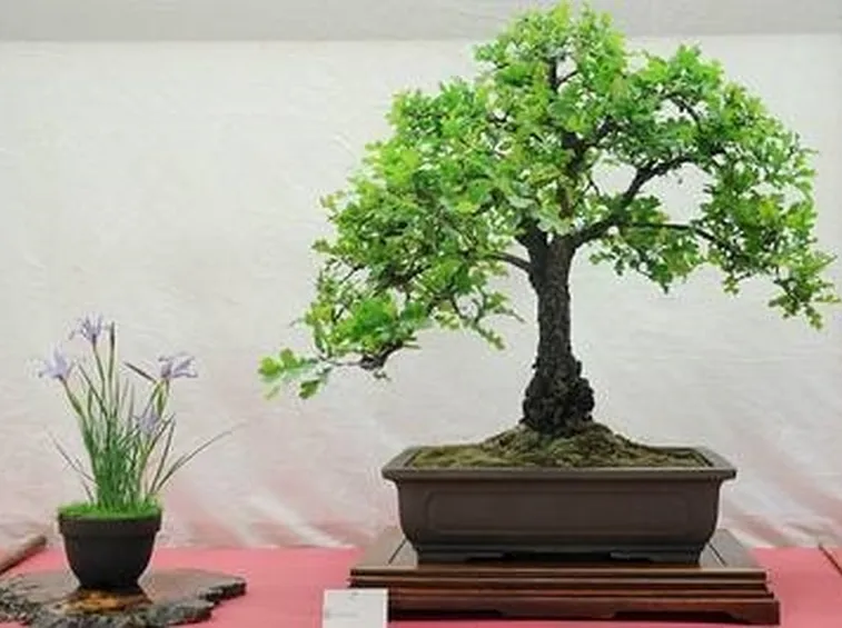 bonsai foglie 