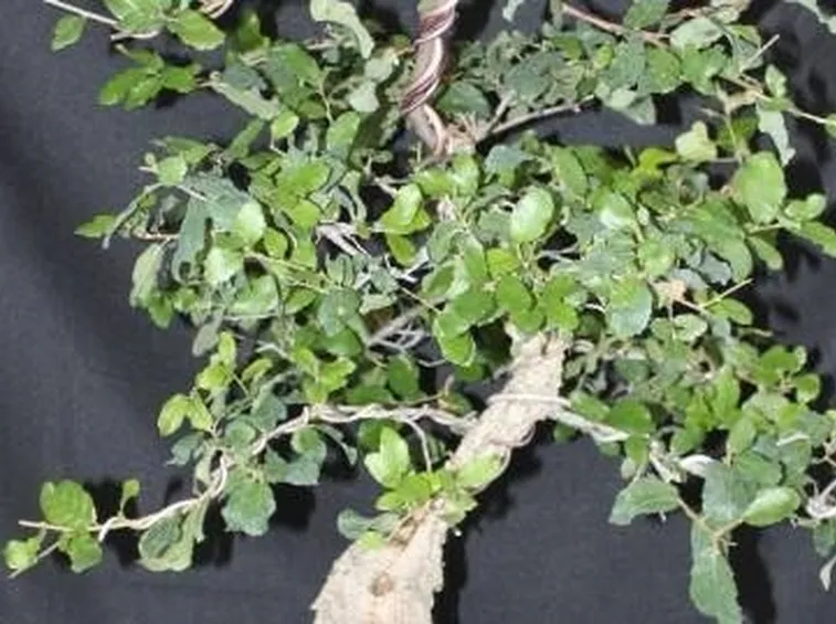 patologie bonsai quercia 