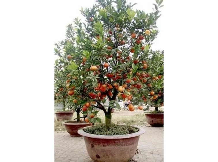 bonsai pesco 