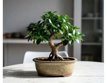 bonsai ficus 