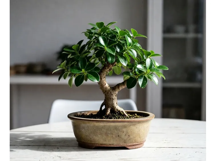 bonsai ficus 