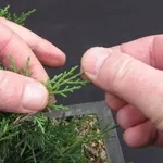 foglie bonsai 