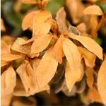 bonsai foglie gialle 