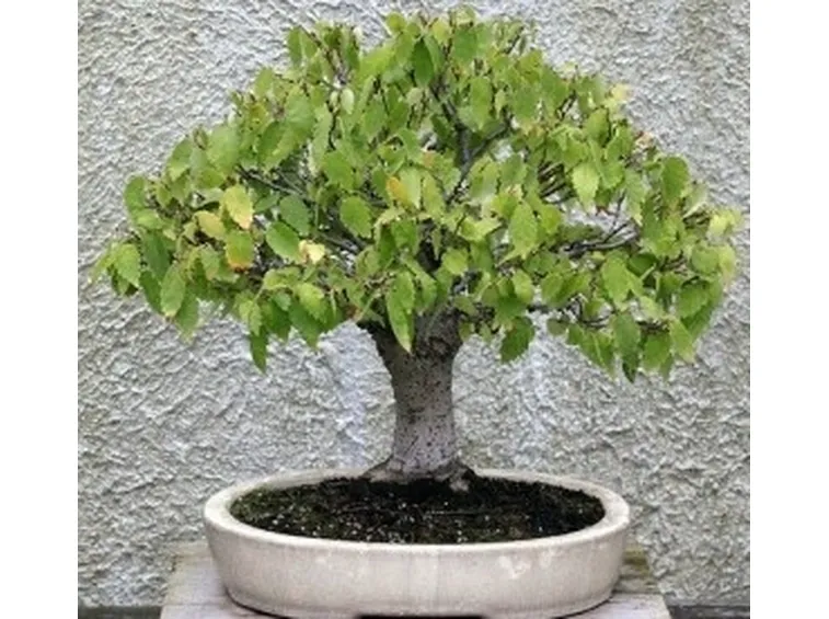 bonsai ingiallito 