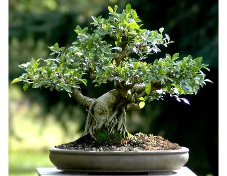 ficus retusa