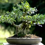 ficus retusa