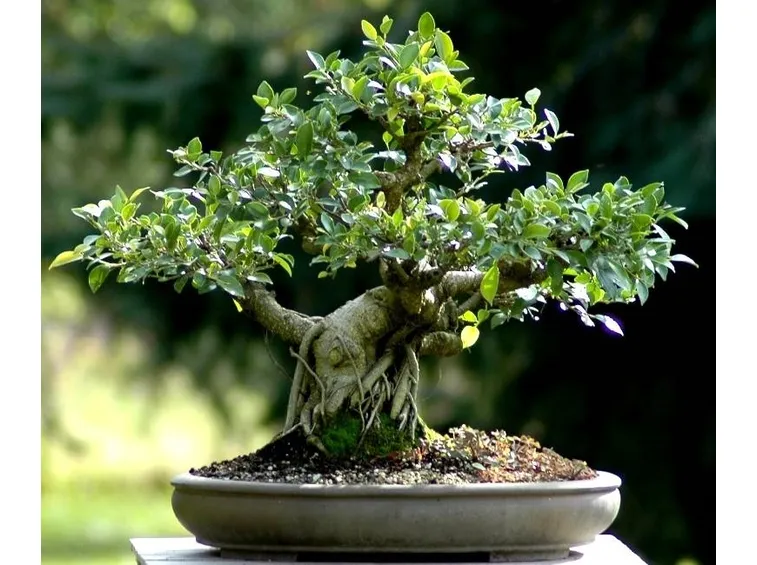ficus retusa