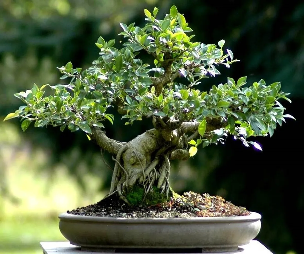 ficus retusa