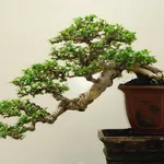 Bonsai stili 