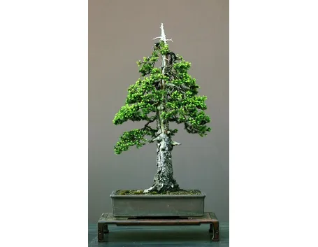 stile bonsai 