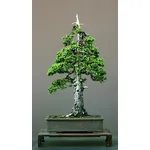stile bonsai 