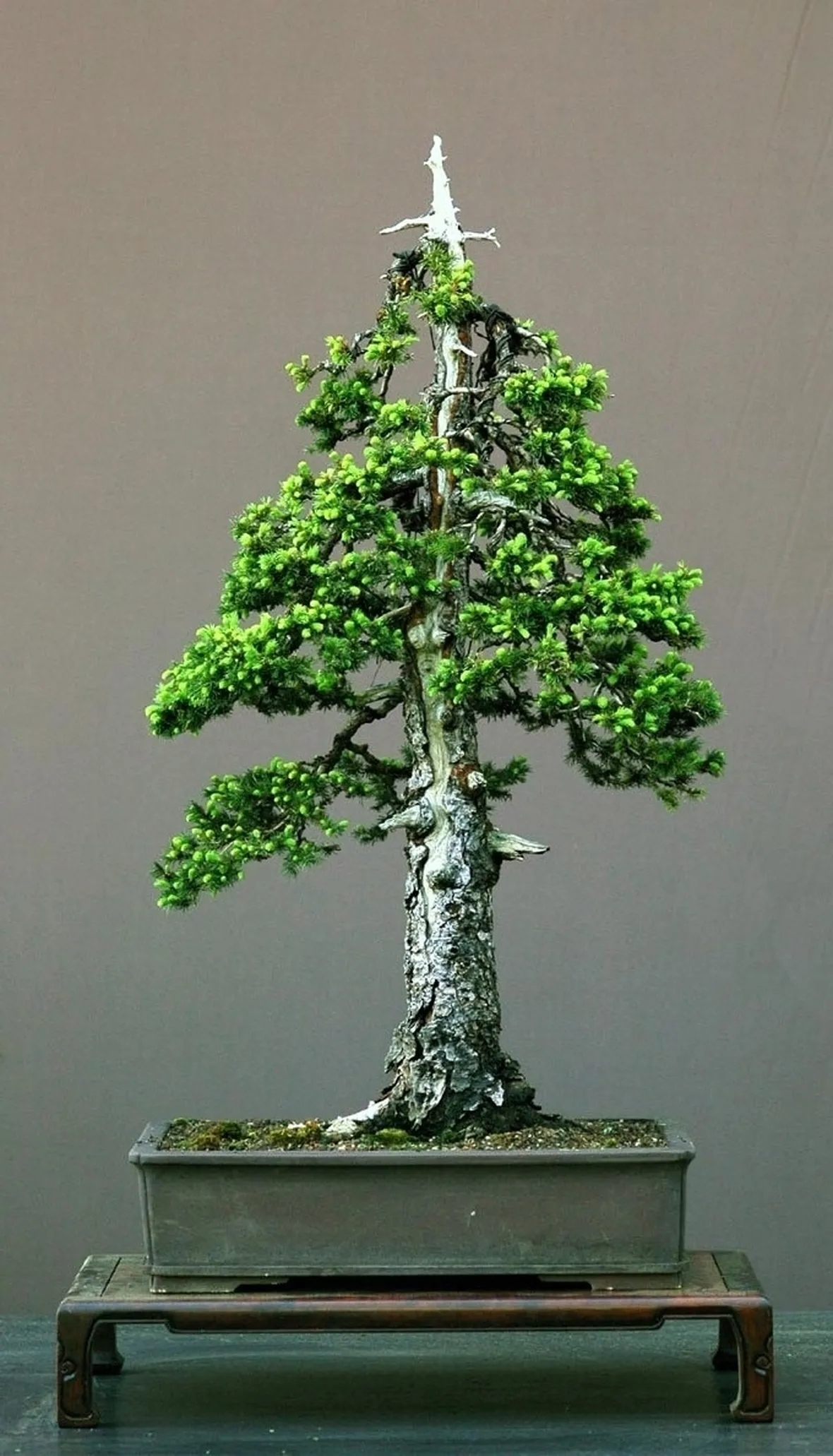 stile bonsai 