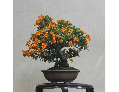 bonsai da frutto 