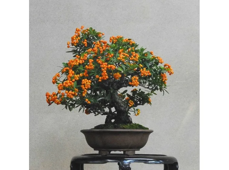 bonsai da frutto 