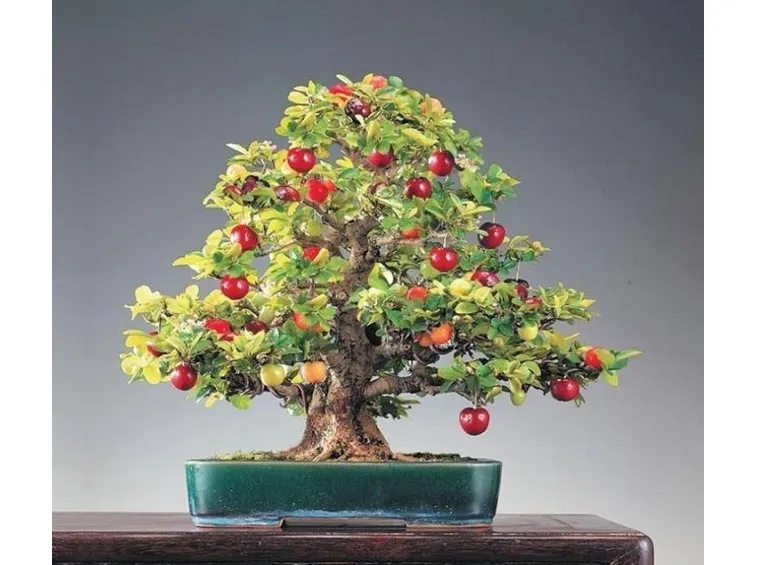 bonsai da frutti rossi 