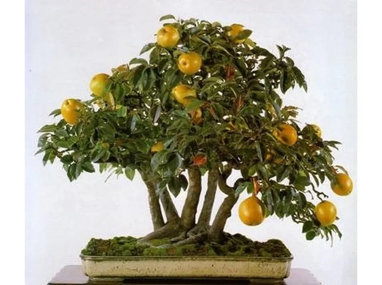 bonsai frutti gialli 