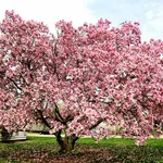 Delle magnolie coltivate lungo un viale, in campagna.