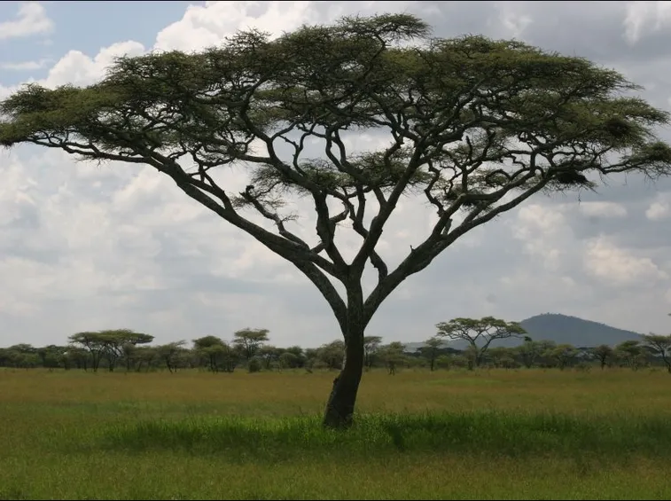 La fioritura dell'acacia truncata.