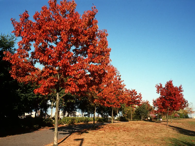 Una quercia rossa americana.