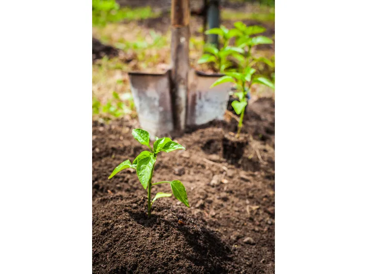 Un tiglio da giardino.