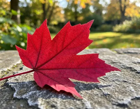Perché le foglie si tingono di rosso e cosa serve per colori intensi