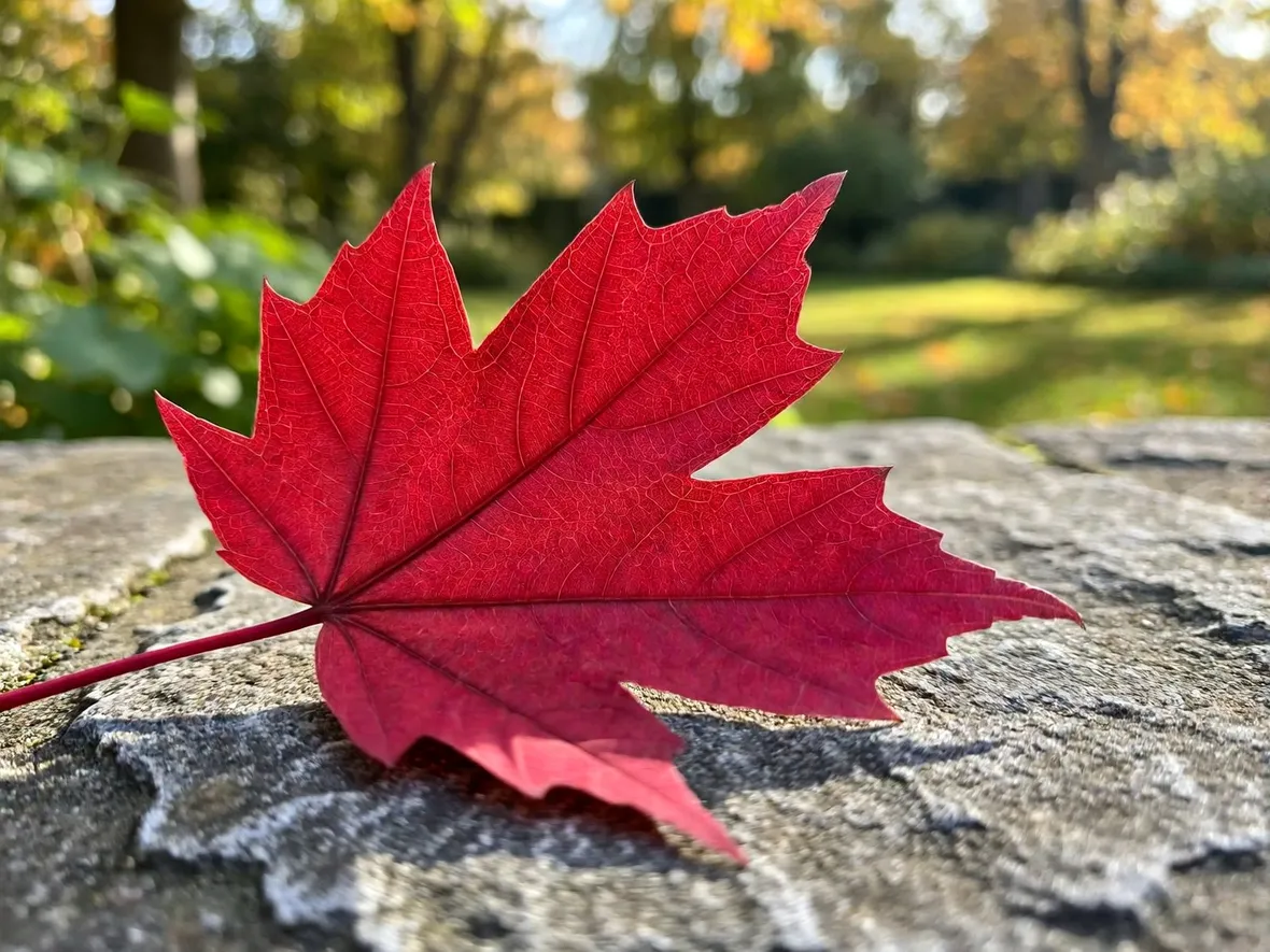 Perché le foglie si tingono di rosso e cosa serve per colori intensi