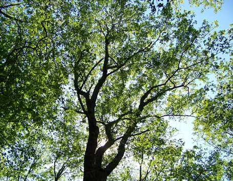 alberi caducifoglie 